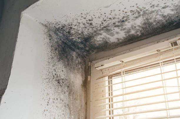 Affordable Mold Remediation solutions in Jamestown, CO